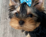 Собаки в Иркутске: Кукольные щеночки йорков Мальчик, 75 000 руб. - фото 3