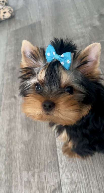 Собаки в Иркутске: Кукольные щеночки йорков Мальчик, 75 000 руб. - фото 3