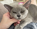 Кошки в Анапе: Бурма котёнок Девочка, 50 000 руб. - фото 4