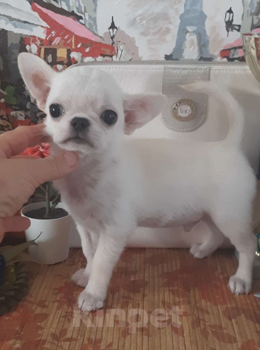 Собаки в Москве: Белый мальчик чихуахуа Мальчик, 22 000 руб. - фото 2