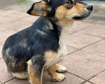 Собаки в Семилуках: Умная собака Девочка, Бесплатно - фото 7