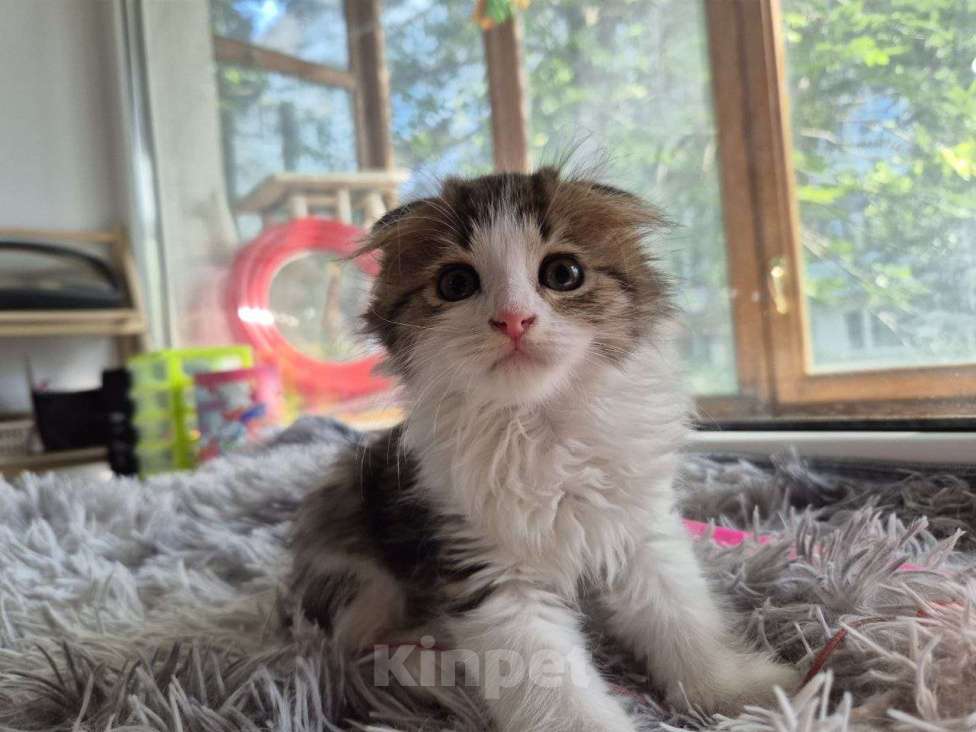 Кошки в Саратове: Котёнок  Мальчик, Бесплатно - фото 1