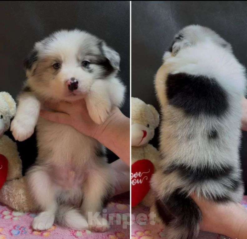 Собаки в других городах Московской области: Бордер колли мраморный щенок Мальчик, 70 000 руб. - фото 10
