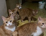Кошки в Москве: Рыжие коты, кошки, котята в беде Девочка, Бесплатно - фото 3