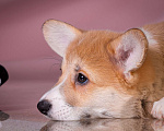 Собаки в Москве: Продам щенка вельш корги пемброк Девочка, 70 000 руб. - фото 3