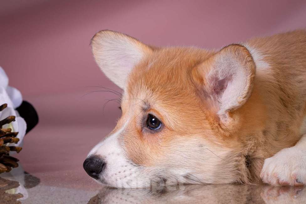 Собаки в Москве: Продам щенка вельш корги пемброк Девочка, 70 000 руб. - фото 3