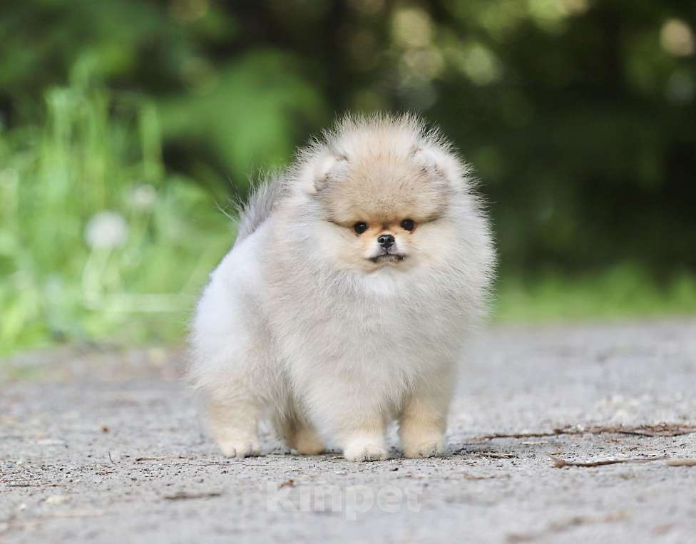 Собаки в Москве: Мальчик померанского шпица медвежьего типа Мальчик, 130 000 руб. - фото 7