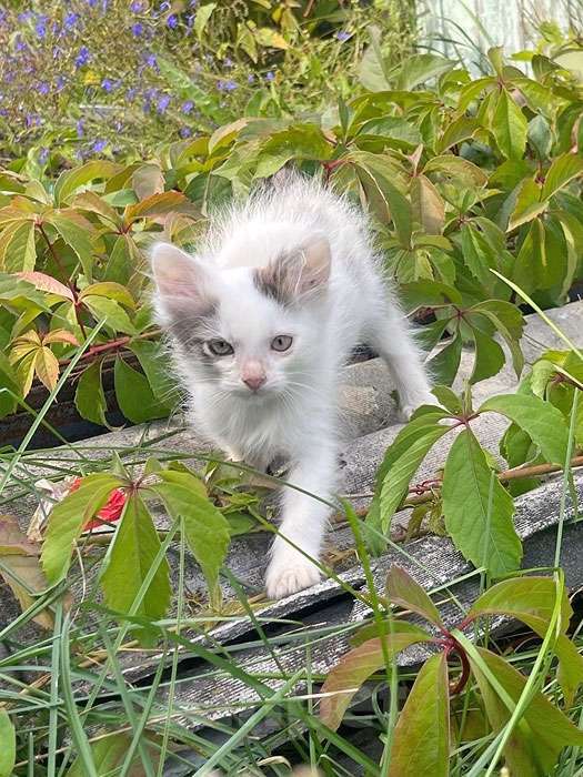Кошки в Москве: Три славных котенка, мальчик и девочки ищут дом Девочка, 10 руб. - фото 7