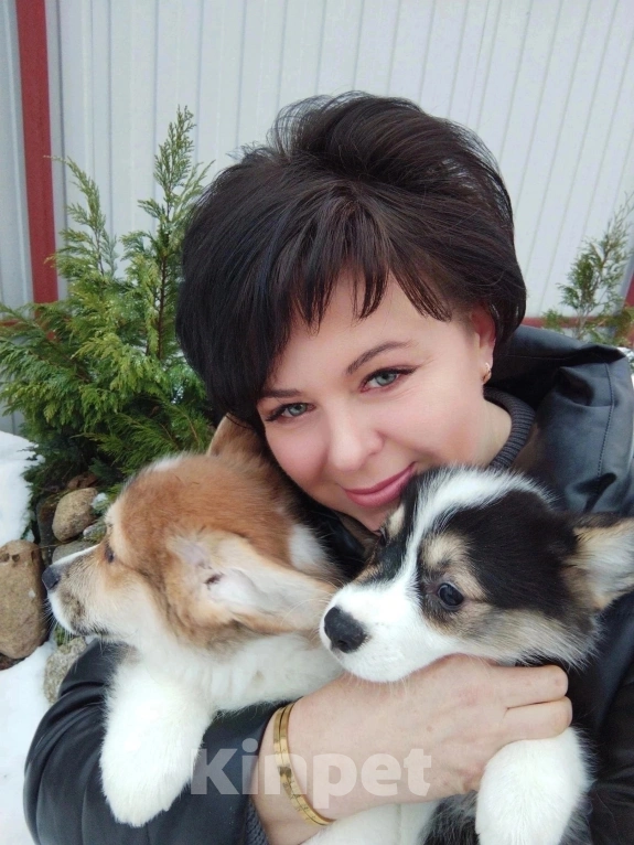 Собаки в Пушкине: Замечательные щенки вельш корги пемброка!  Мальчик, 80 000 руб. - фото 1