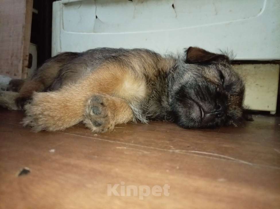 Собаки в Москве: Тихоня Мальчик, 1 руб. - фото 5