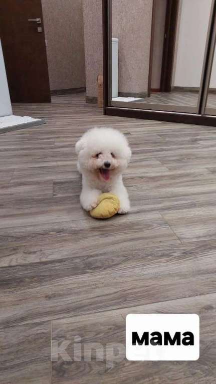 Собаки в Владикавказе: Бишон фризе-Бишпу Мальчик, 55 000 руб. - фото 3