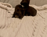 Кошки в Ростове-на-Дону: Котята Мальчик, Бесплатно - фото 1