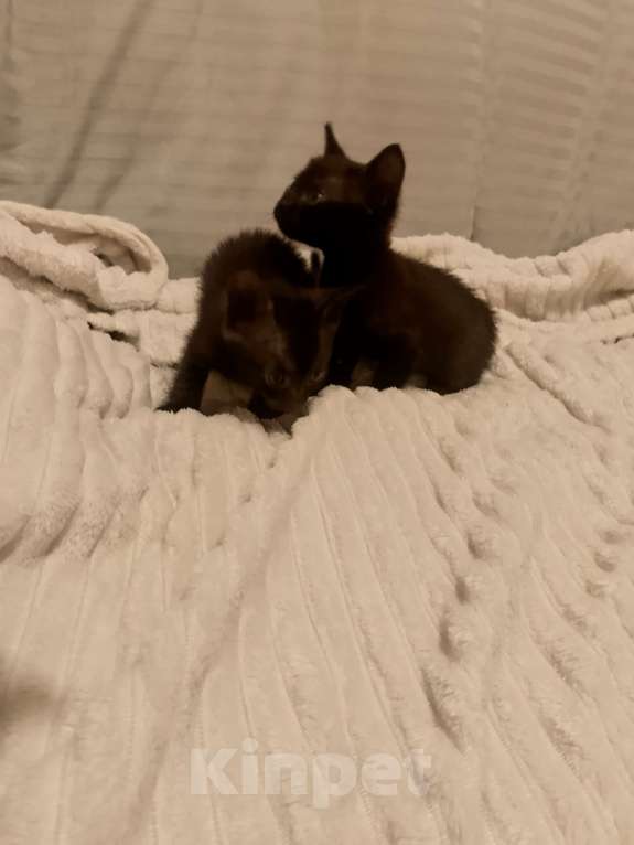 Кошки в Ростове-на-Дону: Котята Мальчик, Бесплатно - фото 1