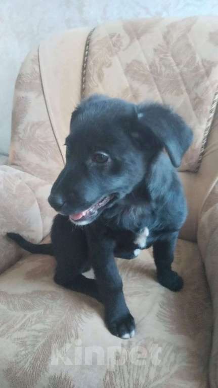 Собаки в Санкт-Петербурге: Чудесный умный щенок ищет дом Девочка, Бесплатно - фото 7