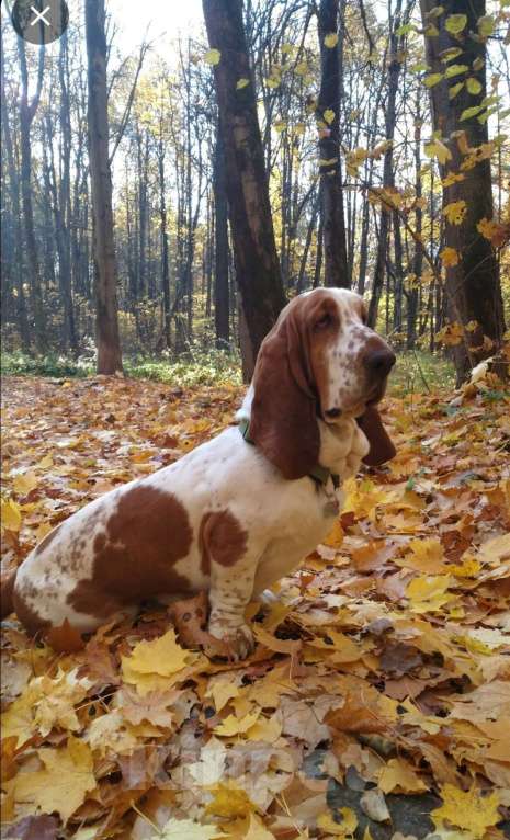 Собаки в Видном: Отдам в добрые руки Мальчик, Бесплатно - фото 3