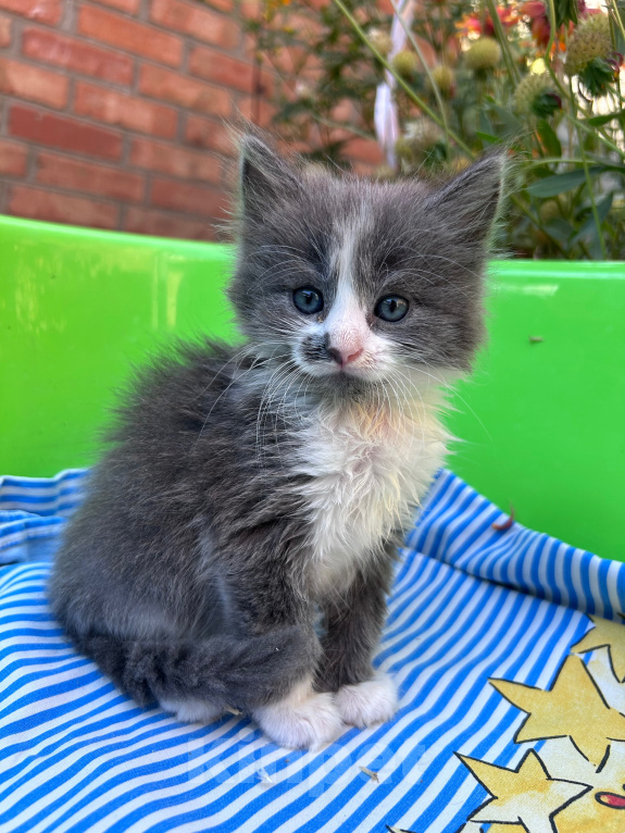 Кошки в Ростове-на-Дону: Котенок ищет дом Девочка, Бесплатно - фото 2