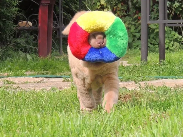 Собаки в Москве: Щенки шарпея из рук Заслуженного Заводчика РКФ Девочка, Бесплатно - фото 4