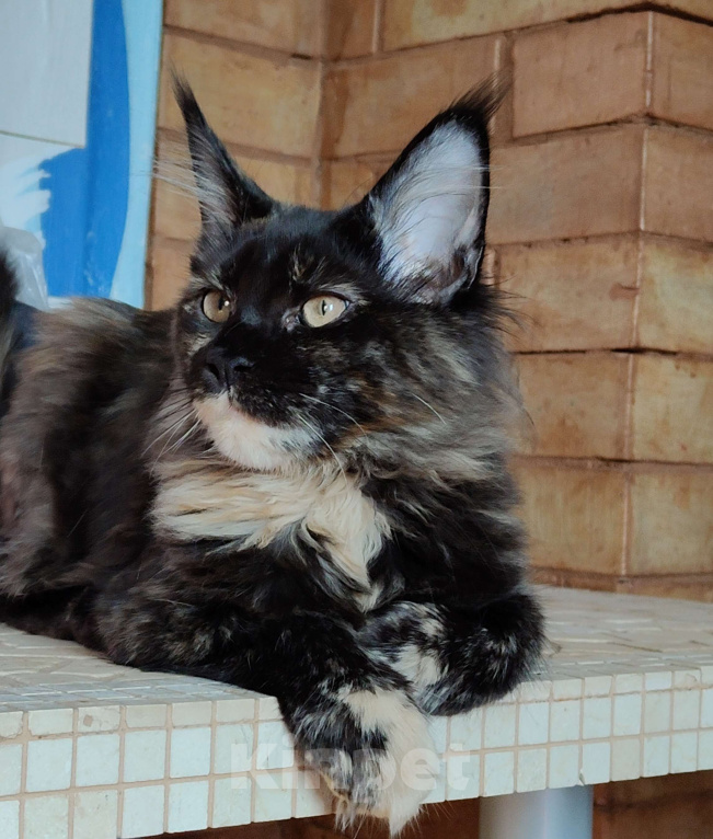 Кошки в Москве: Девочка Ёлка - "мамина радость" Девочка, 45 000 руб. - фото 4