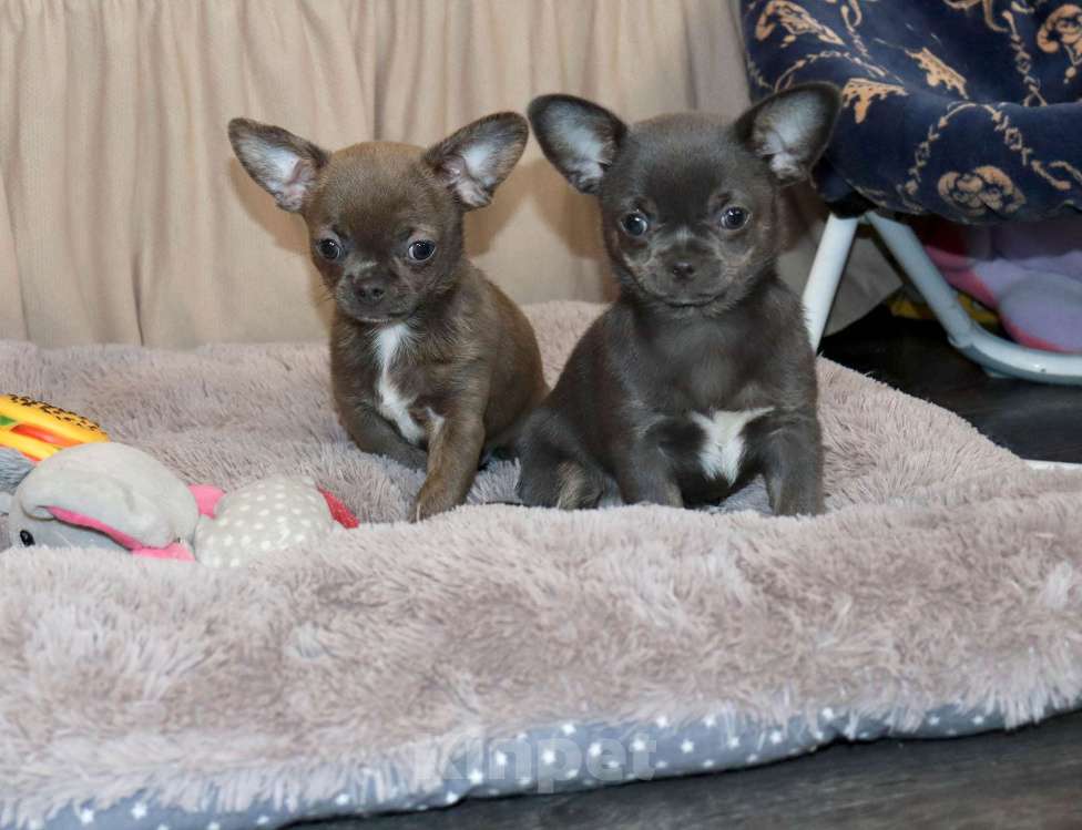 Собаки в Москве: Голубые Сестрички чихуахуа Девочка, 75 000 руб. - фото 6