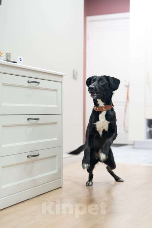 Собаки в Люберцах: Метис овчарки и спаниеля Девочка, Бесплатно - фото 9