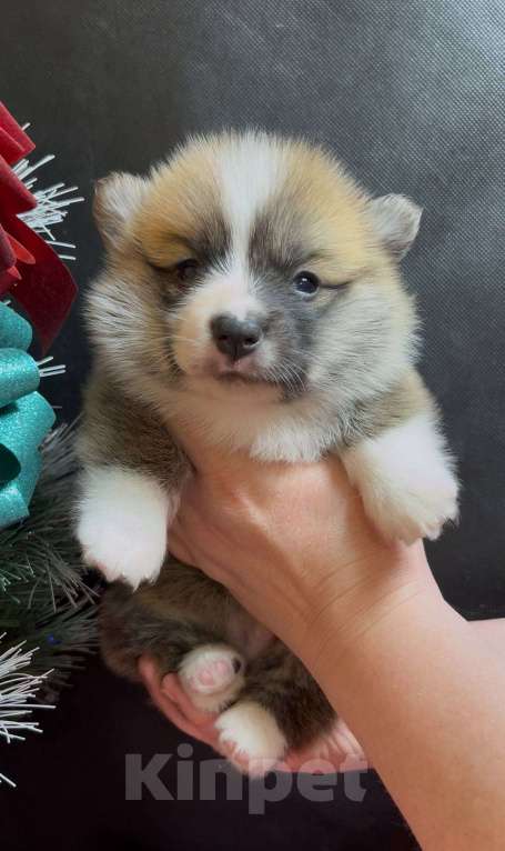 Собаки в Москве: Вельш корги пемброк очаровательный мальчик  Мальчик, 60 000 руб. - фото 3