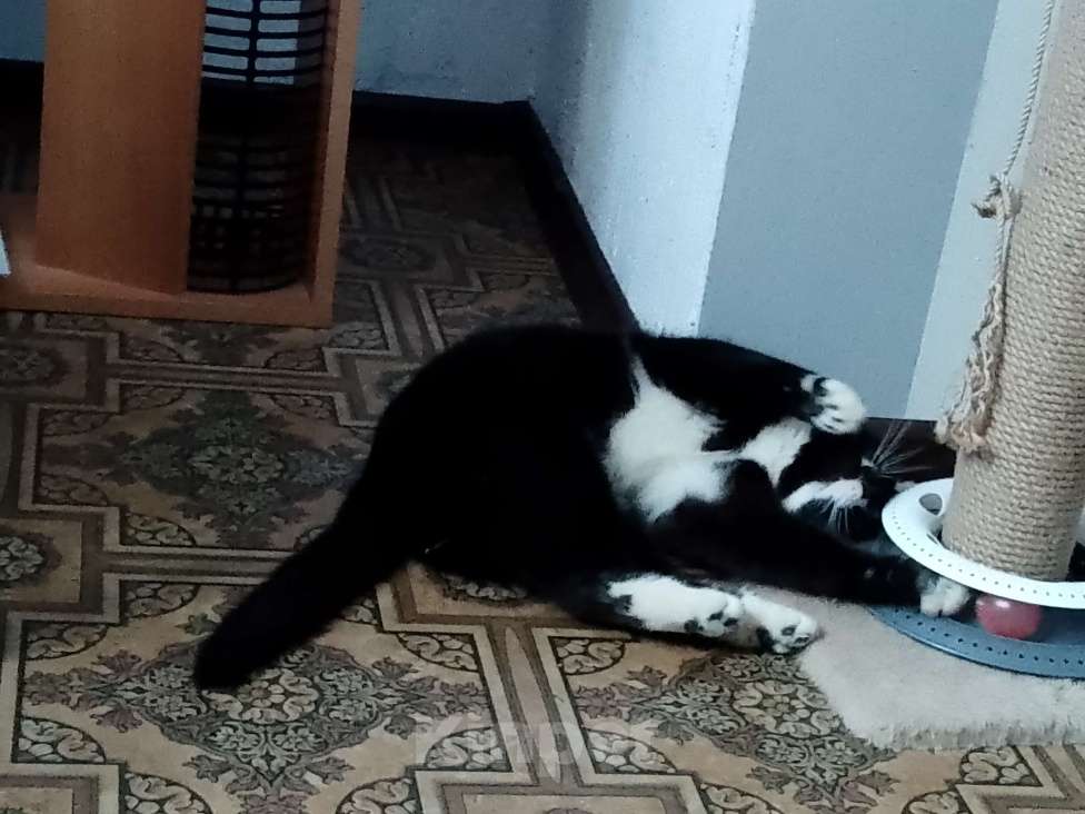 Кошки в Москве: Котик Филя в добрые руки Мальчик, Бесплатно - фото 3