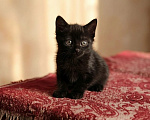 Кошки в Калуге: Котенок Мальчик, Бесплатно - фото 5