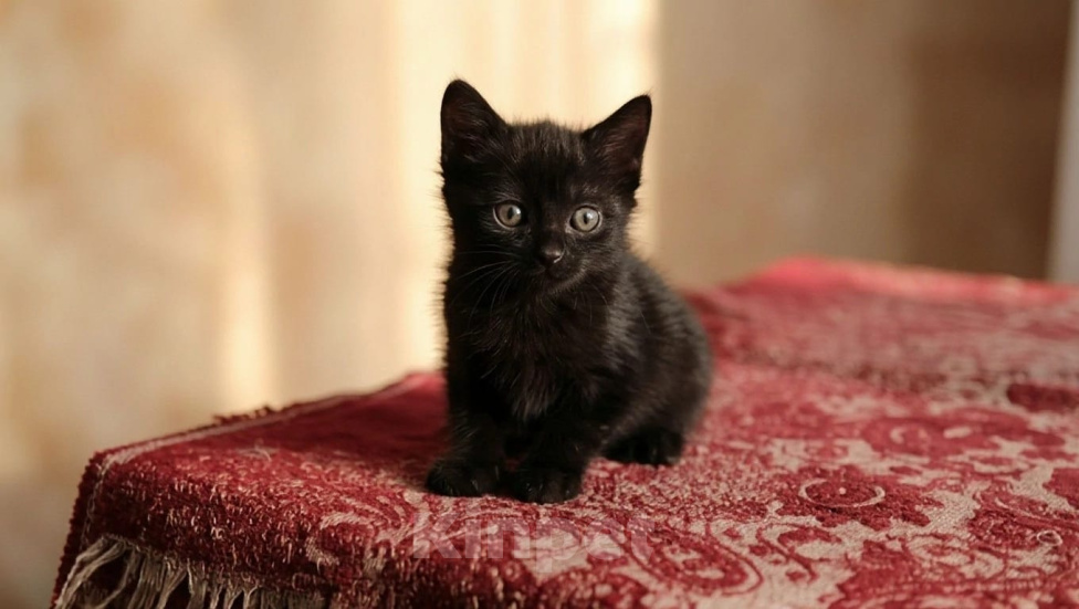 Кошки в Калуге: Котенок Мальчик, Бесплатно - фото 5