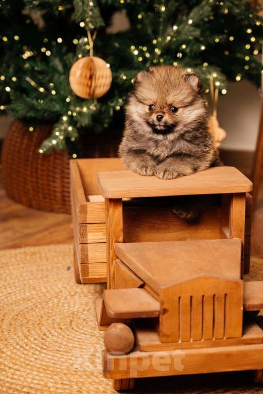 Собаки в Челябинске: Померанский шпиц  Девочка, Бесплатно - фото 1