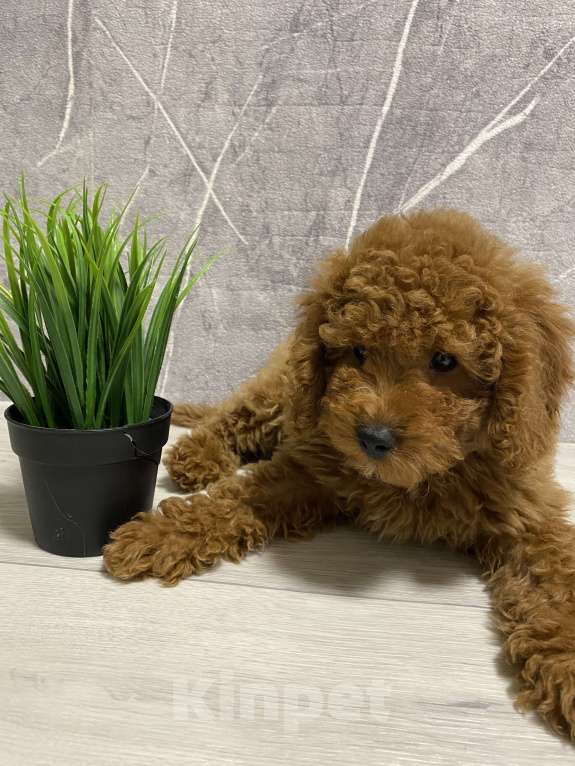 Собаки в Воронеже: Той-пудель щенки редбраун Разнополые, Бесплатно - фото 5