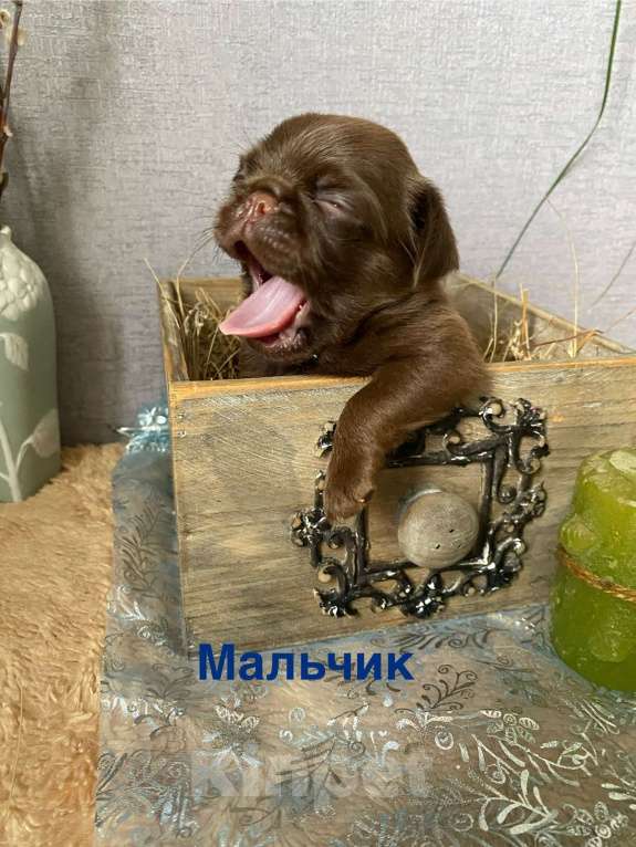 Собаки в Москве: Очаровательный малыш Брабансон  Мальчик, Бесплатно - фото 2