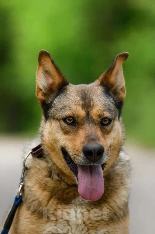 Собаки в Ярославле: Лиза ждет Вас в приюте! Девочка, Бесплатно - фото 6