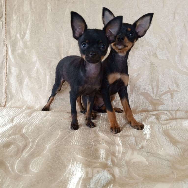 Собаки в Санкт-Петербурге: Гладкошёрстные щенки  Мальчик, 30 000 руб. - фото 4