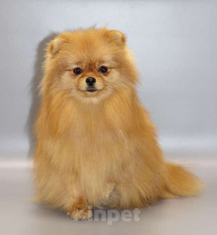 Собаки в Кемерово: Подрощенные щенки померанского шпица Девочка, Бесплатно - фото 4