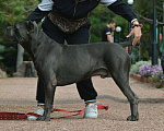 Собаки в Симферополе: Кобель Кане Корсо для вязки Мальчик, 1 000 руб. - фото 4