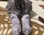 Кошки в Стерлитамаке: Вязка, кот, 1 000 руб. - фото 6