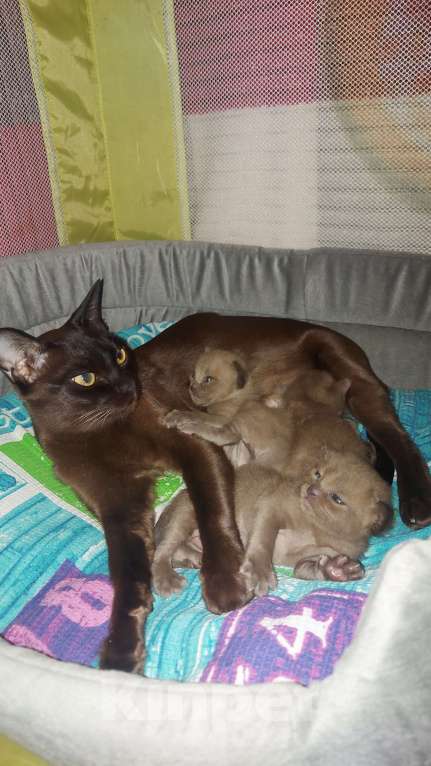 Кошки в Москве: Бурманские котята Девочка, 70 000 руб. - фото 4