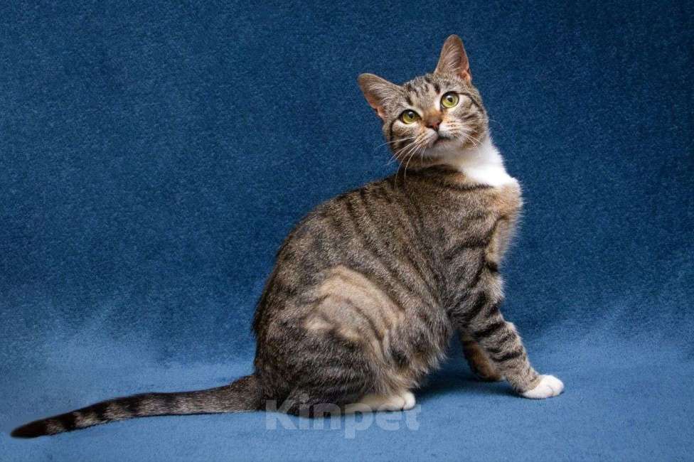 Кошки в Москве: Мирра ищет дом Девочка, Бесплатно - фото 2