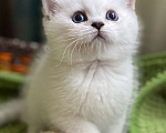 Кошки в Клине: Шотландские котята  Мальчик, 40 000 руб. - фото 1
