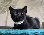 Кошки в Хабаровске: Девон-рекс мальчик Мальчик, 5 000 руб. - фото 7