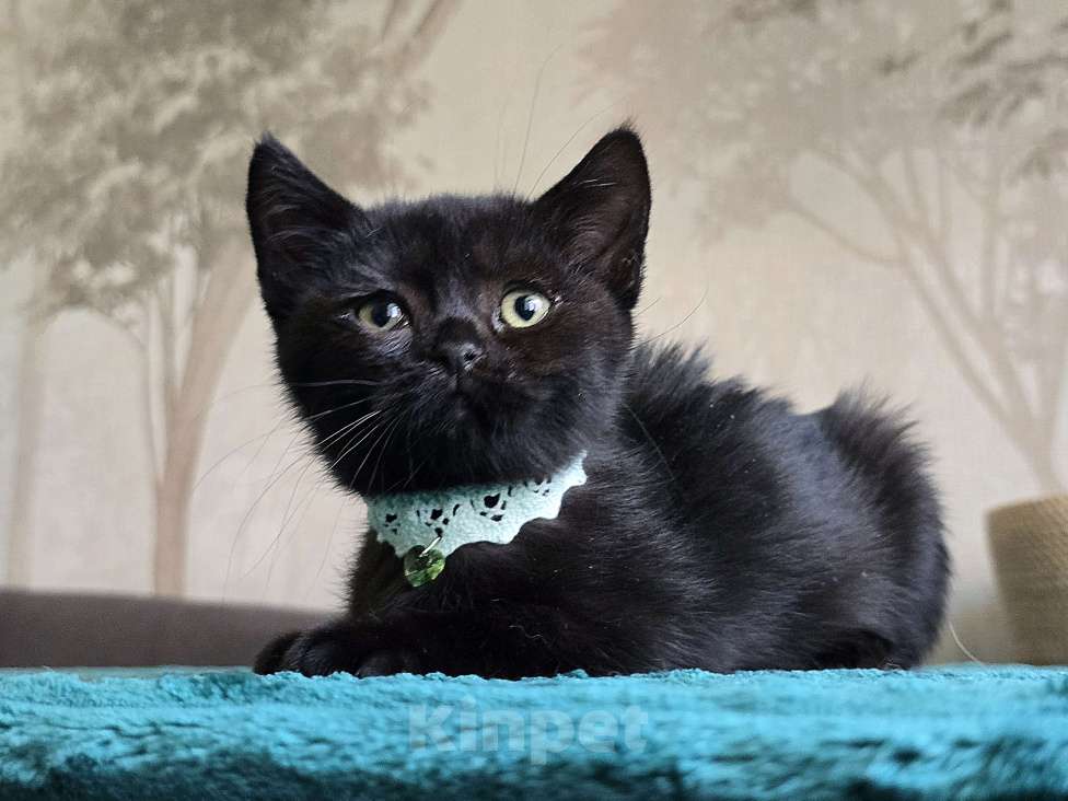 Кошки в Хабаровске: Девон-рекс мальчик Мальчик, 5 000 руб. - фото 7