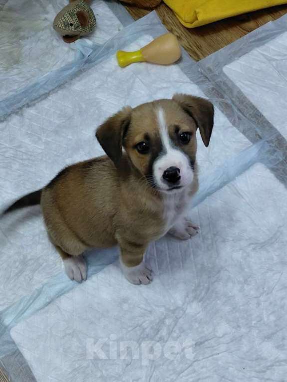 Собаки в Санкт-Петербурге: Маленький красавчик ищет дом Мальчик, Бесплатно - фото 5