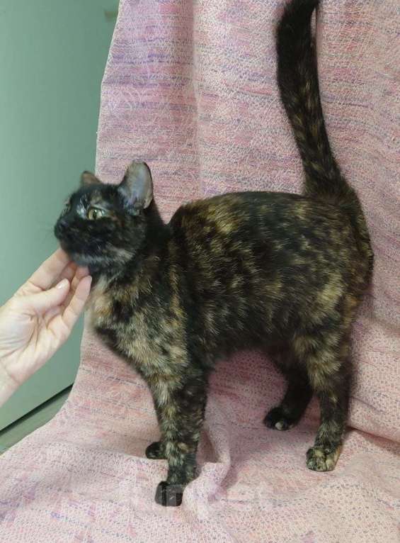 Кошки в Санкт-Петербурге: Кошечка черепахового окраса в добрые руки Девочка, Бесплатно - фото 4