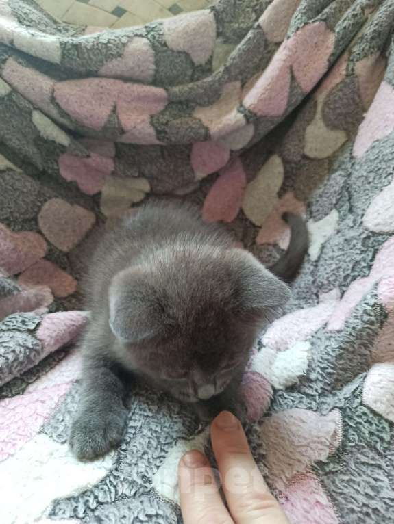 Кошки в Пятигорске: Котята в добрые руки Мальчик, Бесплатно - фото 6