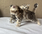 Кошки в Новокузнецке: Шотландский котенок Девочка, 7 000 руб. - фото 2