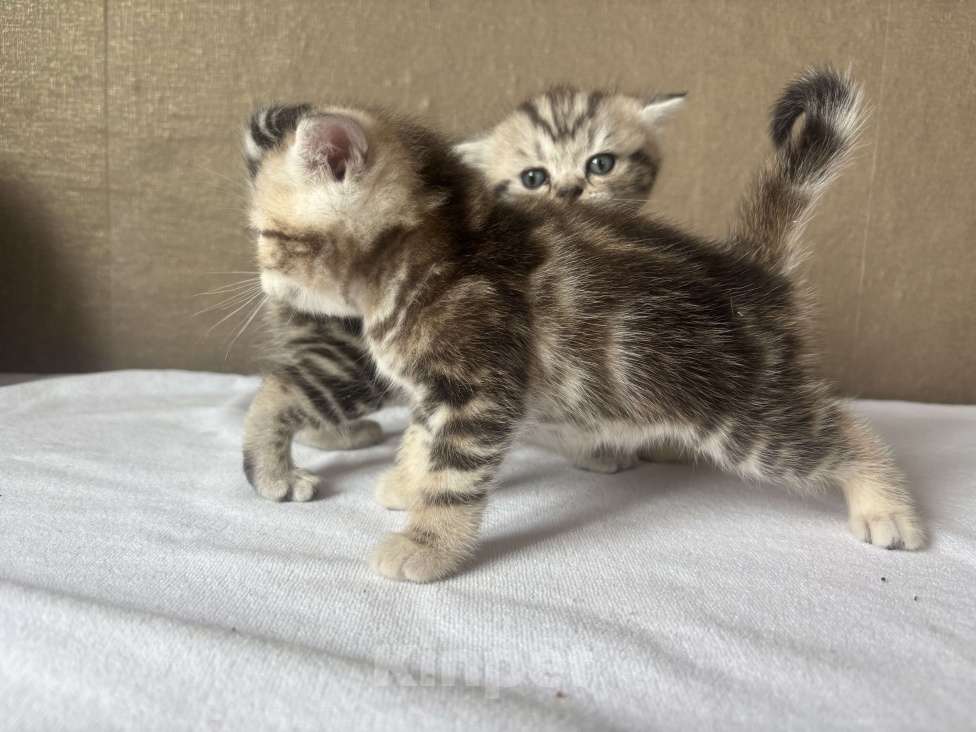 Кошки в Новокузнецке: Шотландский котенок Девочка, 7 000 руб. - фото 2