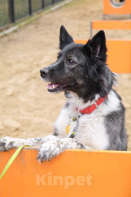 Собаки в Москве: Дважды бывшедомашняя метис бордер-колли Асти Девочка, Бесплатно - фото 4