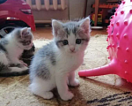 Кошки в Казани: Отдам котят от домашней кошки  Девочка, Бесплатно - фото 3
