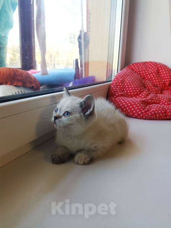 Кошки в Москве: Британские и Шотландские котята  Девочка, 12 000 руб. - фото 3