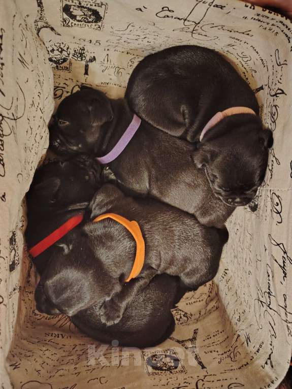 Собаки в Москве: Стафбуль щенки  Мальчик, 50 000 руб. - фото 2